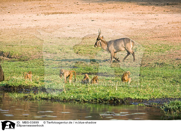 Ellipsenwasserbock / waterbuck / MBS-03899