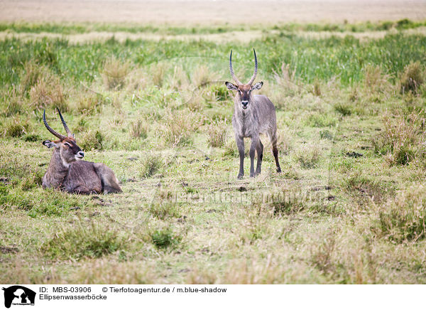 Ellipsenwasserbcke / MBS-03906