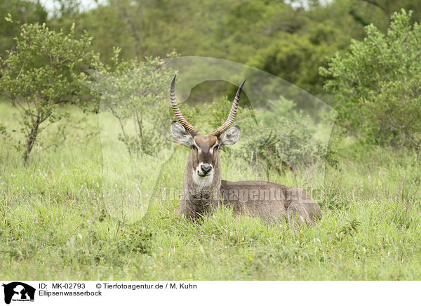 Ellipsenwasserbock / MK-02793