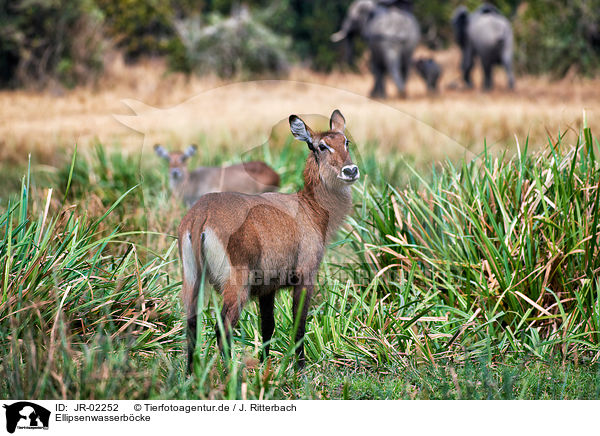 Ellipsenwasserbcke / JR-02252