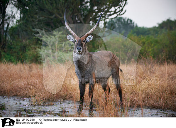 Ellipsenwasserbock / JR-02258