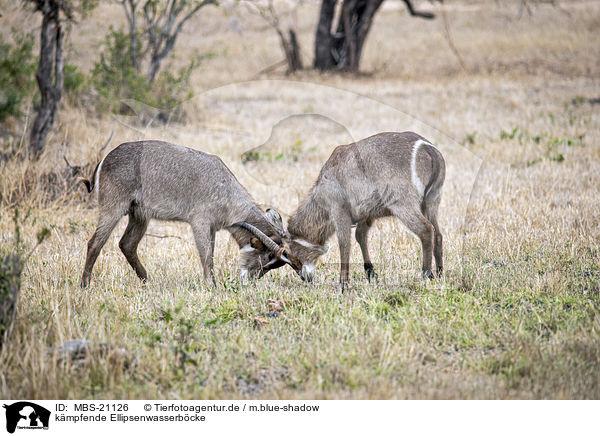 kmpfende Ellipsenwasserbcke / MBS-21126