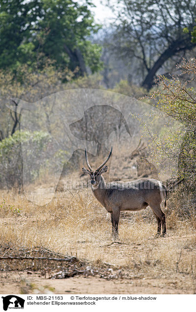 stehender Ellipsenwasserbock / standing Ellipsen Waterbuck / MBS-21163