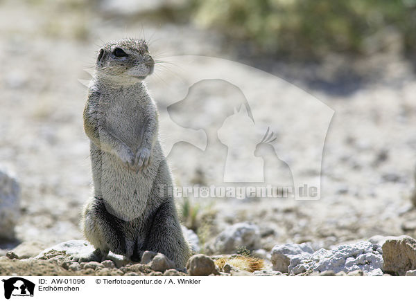Erdhrnchen / ground squirrel / AW-01096