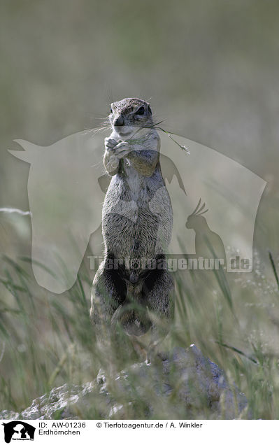 Erdhrnchen / ground squirrel / AW-01236