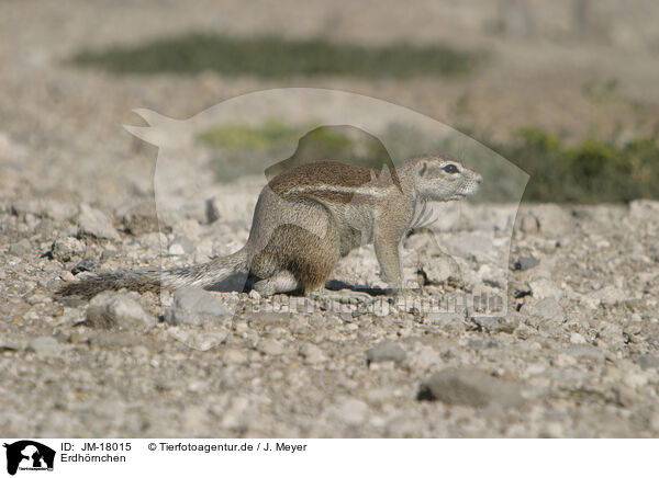 Erdhrnchen / gopher / JM-18015