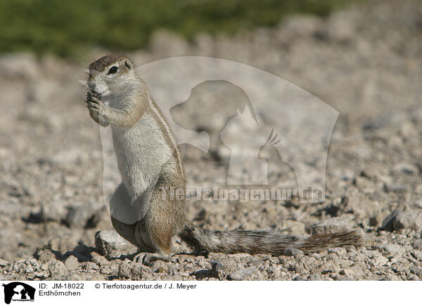 Erdhrnchen / gopher / JM-18022