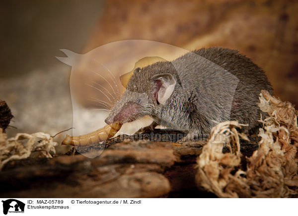Etruskerspitzmaus / Etruscan pygmy shrew / MAZ-05789