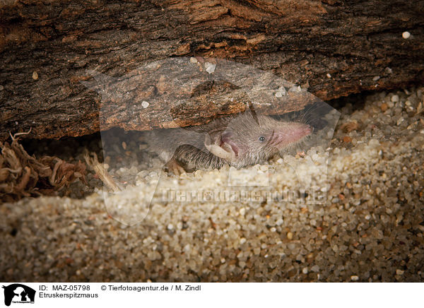 Etruskerspitzmaus / Etruscan pygmy shrew / MAZ-05798