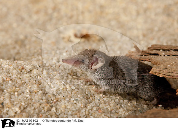 Etruskerspitzmaus / Etruscan pygmy shrew / MAZ-05802