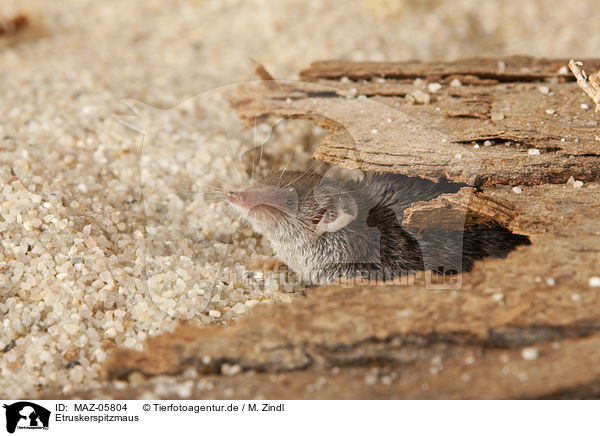 Etruskerspitzmaus / Etruscan pygmy shrew / MAZ-05804