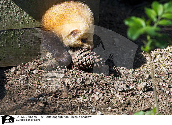 Europischer Nerz / european mink / MBS-05576