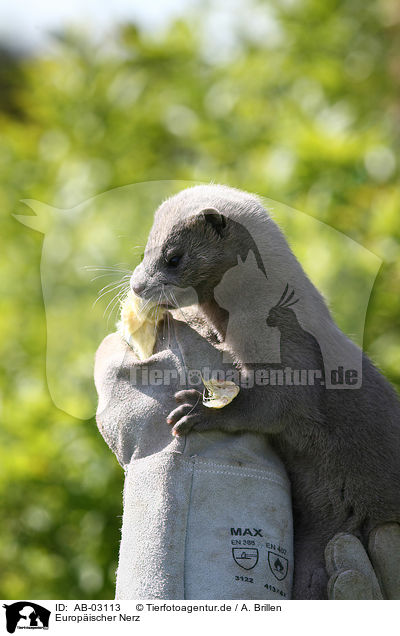 Europischer Nerz / european mink / AB-03113