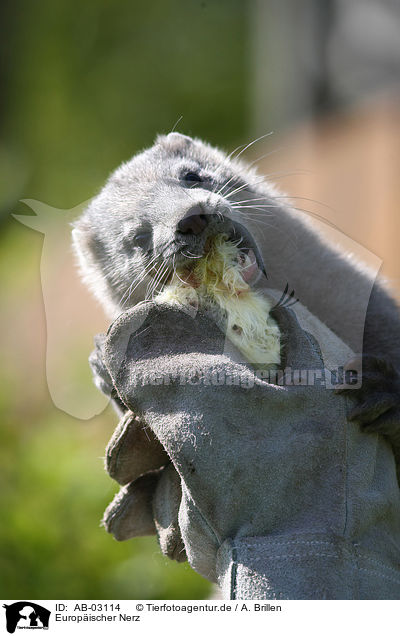 Europischer Nerz / european mink / AB-03114