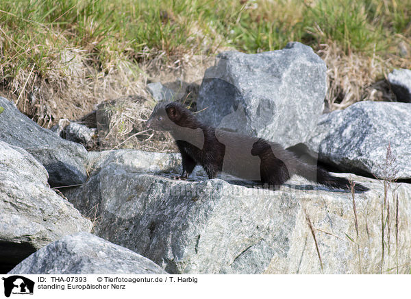 standing Europischer Nerz / stehender European Mink / THA-07393