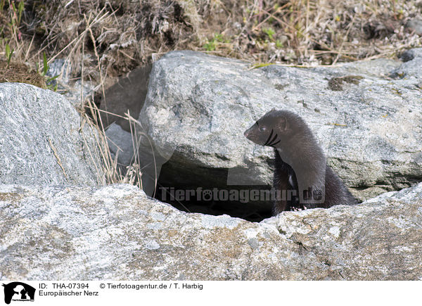 Europischer Nerz / European Mink / THA-07394
