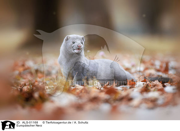 Europischer Nerz / european mink / ALS-01168