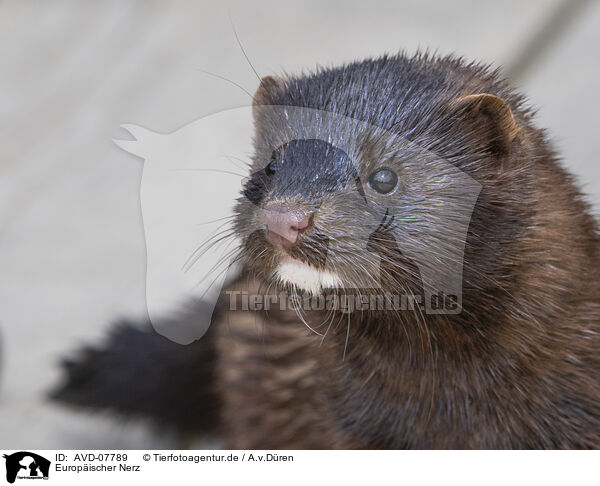 Europischer Nerz / european mink / AVD-07789