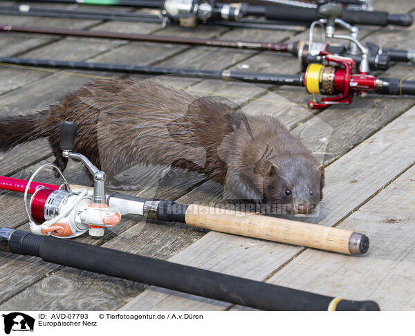 Europischer Nerz / european mink / AVD-07793