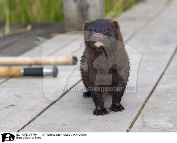 Europischer Nerz / european mink / AVD-07794