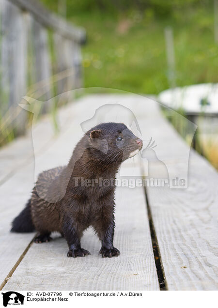 Europischer Nerz / european mink / AVD-07796