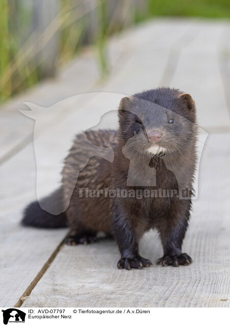 Europischer Nerz / european mink / AVD-07797