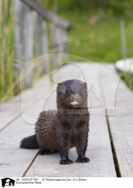 Europischer Nerz / european mink / AVD-07799