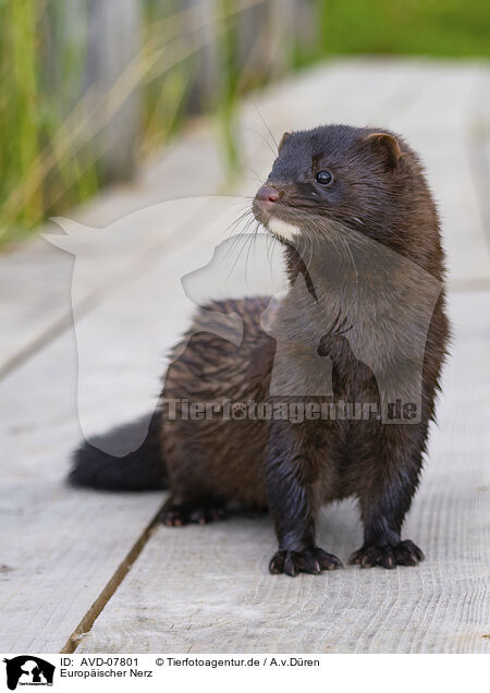 Europischer Nerz / european mink / AVD-07801