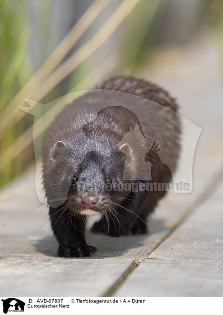 Europischer Nerz / european mink / AVD-07807