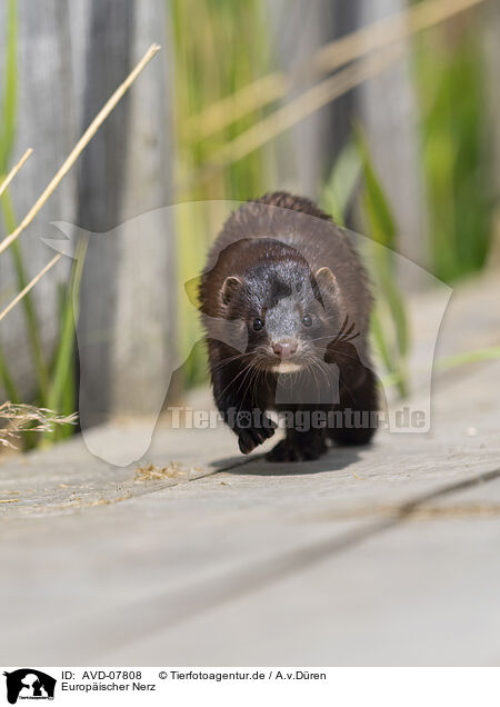 Europischer Nerz / european mink / AVD-07808