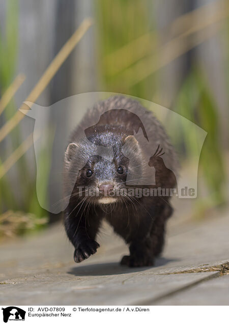 Europischer Nerz / european mink / AVD-07809