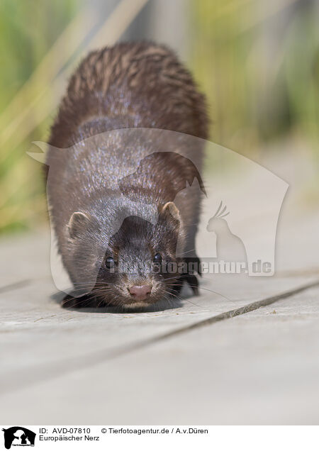 Europischer Nerz / european mink / AVD-07810