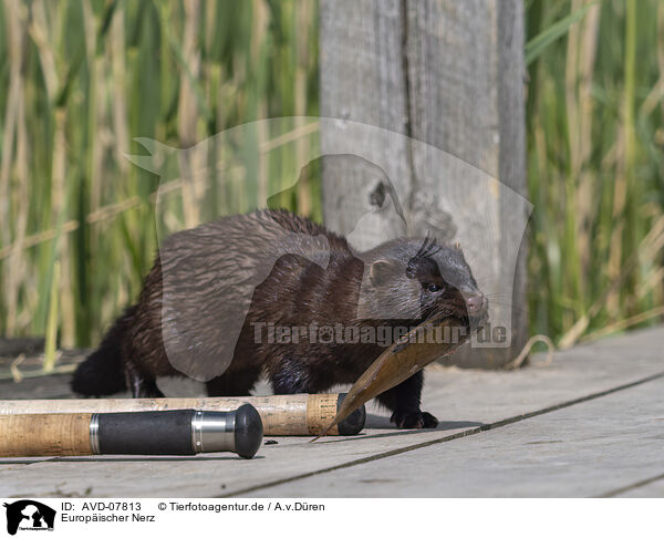 Europischer Nerz / european mink / AVD-07813