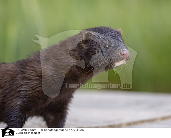 Europischer Nerz / european mink / AVD-07824