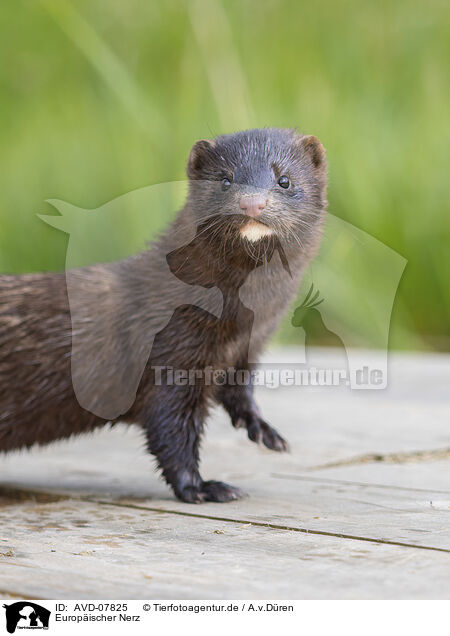 Europischer Nerz / european mink / AVD-07825