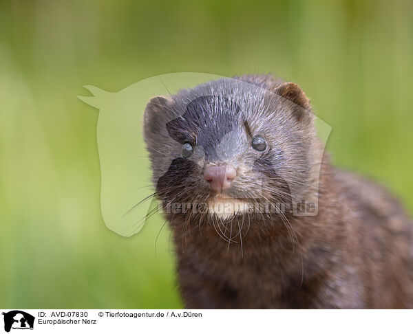 Europischer Nerz / european mink / AVD-07830