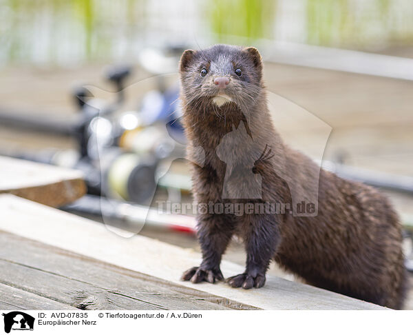 Europischer Nerz / european mink / AVD-07835