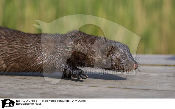 Europischer Nerz / european mink / AVD-07858