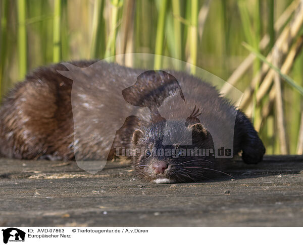 Europischer Nerz / european mink / AVD-07863