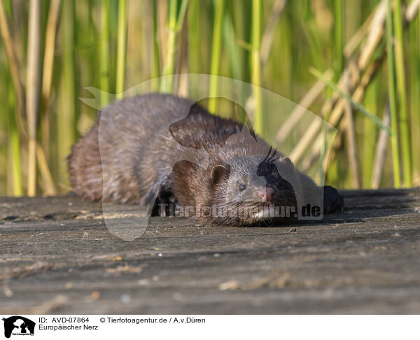 Europischer Nerz / european mink / AVD-07864