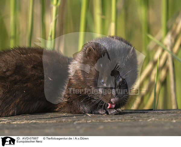 Europischer Nerz / european mink / AVD-07867