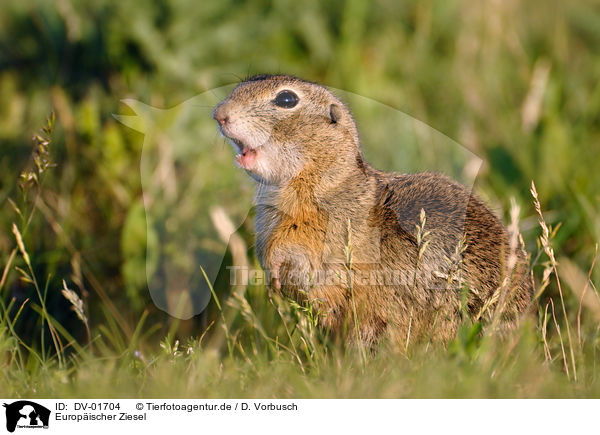 Europischer Ziesel / European Ground Squirrel / DV-01704