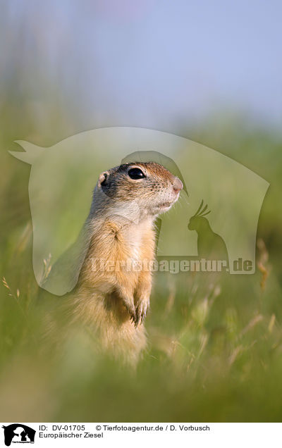 Europischer Ziesel / European Ground Squirrel / DV-01705