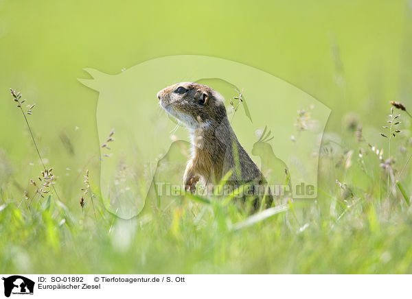 Europischer Ziesel / European Ground Squirrel / SO-01892