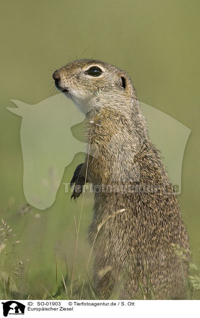Europischer Ziesel / SO-01903
