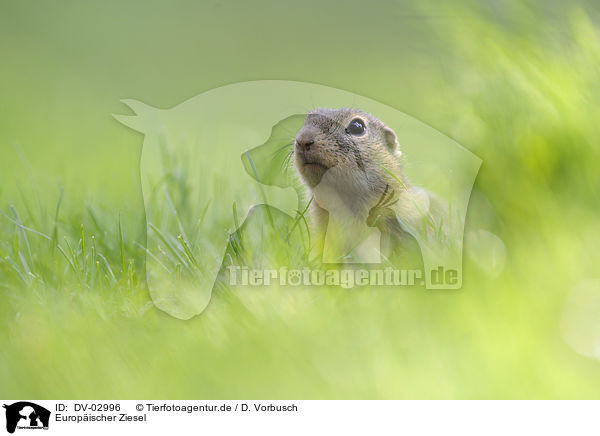 Europischer Ziesel / DV-02996