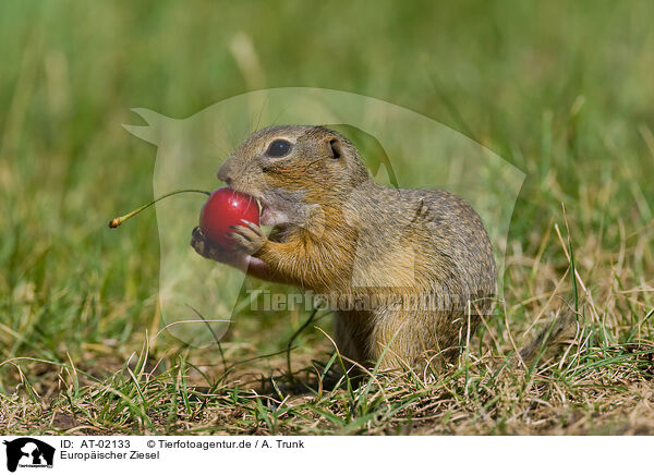 Europischer Ziesel / AT-02133