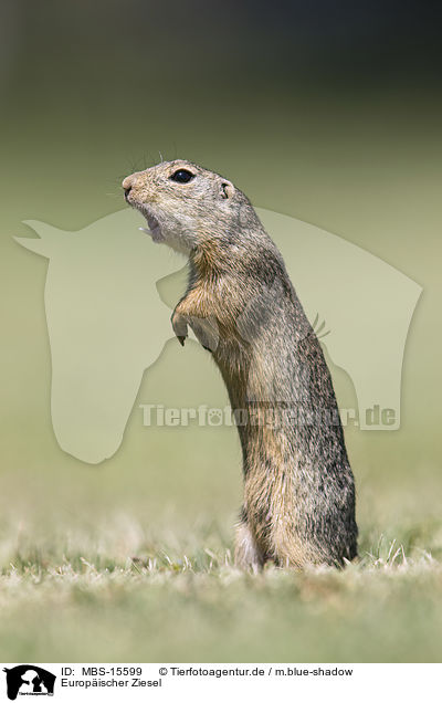 Europischer Ziesel / European ground squirrel / MBS-15599