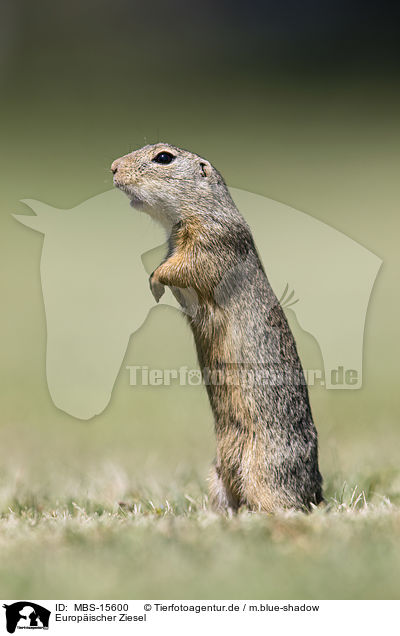 Europischer Ziesel / European ground squirrel / MBS-15600