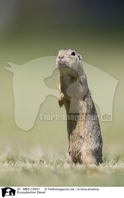 Europischer Ziesel / European ground squirrel / MBS-15601